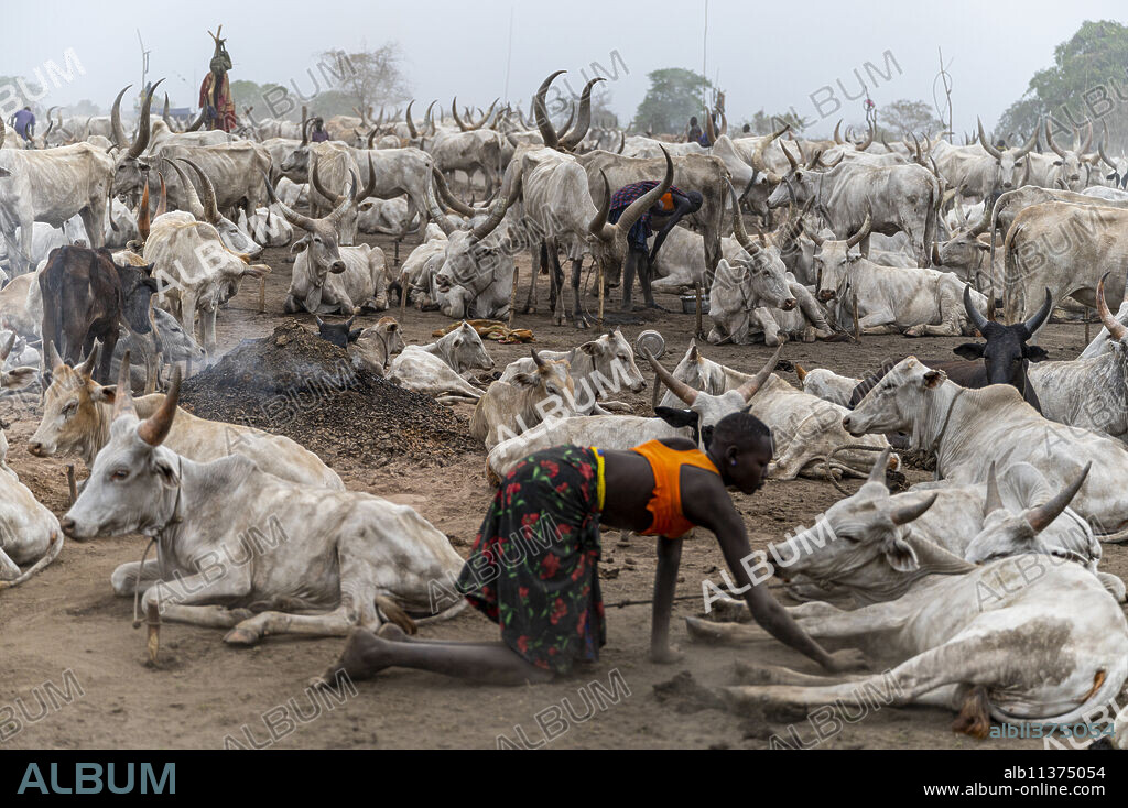 Woman of the Mundari tribe cleaning a cow, South Sudan, Africa.