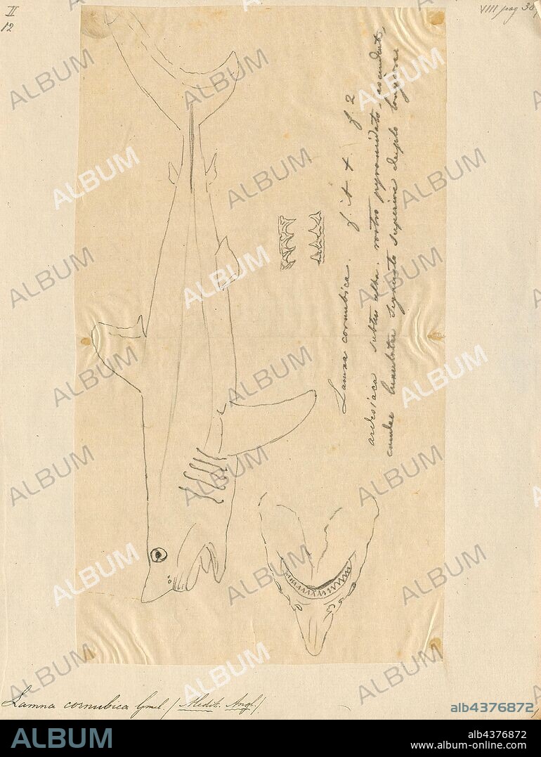 Lamna cornubica, Print, Lamna is a genus of mackerel sharks in the family Lamnidae, containing two extant species: the porbeagle (L. nasus) of the North Atlantic and Southern Hemisphere, and the salmon shark (L. ditropis) of the North Pacific., 1700-1880.