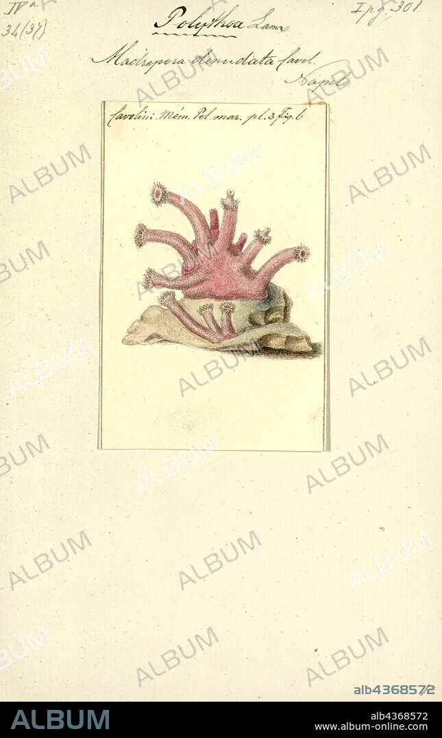 Madrepora denudata, Print, Madrepora ("mother of pores") is a genus of stony corals, often found forming reefs or islands in tropical locations. The names Madrepore and Madreporaria were formerly applied universally to any stony coral of the family Scleractinia. They reproduce in three separate ways as discovered by the marine zoologist Anne Thynne (1800-1866).