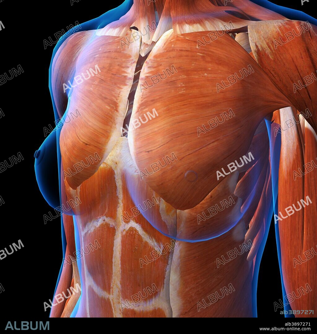 Three quarter view of female chest muscles, x-ray style on black background.