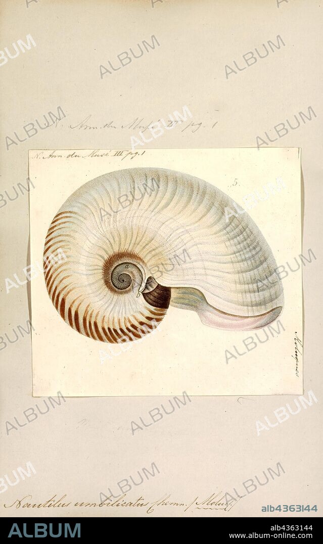 Nautilus umbilicatus, Print, Allonautilus scrobiculatus, also known as the crusty nautilus or fuzzy nautilus, is a species of nautilus native to the waters around New Guinea, specifically New Britain and Milne Bay, and the Solomon Islands. A. scrobiculatus is instantly recognizable by the large open umbilicus, which is around 20% of the shell diameter at its widest point. This species, along with the closely related A. perforatus, were originally placed in the genus Nautilus, but have recently been given their own genus on account of significant morphological differences. The most obvious are features of the shell, including crease and an encrusting layer (periostracum) that covers most of the shell. Gills and reproductive structures also differ significantly from members of the genus Nautilus. The shell is usually up to around 18 cm in diameter, although the largest specimen ever recorded measured 21.5 cm. The species was thought to have gone extinct after 1986, but was rediscovered in July 2015. According to The Telegraph, "the allonautilus scrobiculatus has inhabited the earth for 500 million years and has only been seen twice, until now".