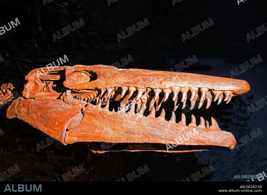 Tylosaur. Tylosaurus Proriger. Orlando Science Center, Florida.