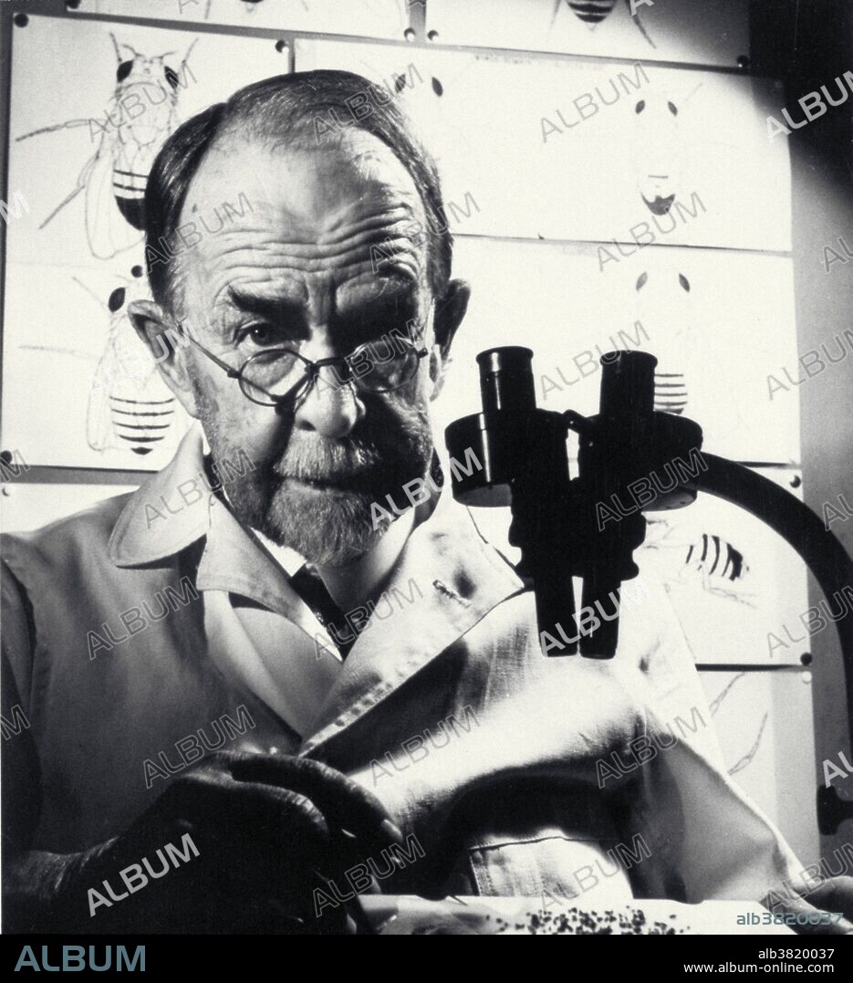 Thomas Hunt Morgan (1866-1945). Recipient of the 1933 Nobel Laureate in Medicine for his discoveries of the role played by the chromosome in heredity. Morgan received his Ph. D. in 1890 at Johns Hopkins University. The work which received the prize was completed over a 17-year period at Columbia University by Morgan and his students, commencing in 1910 with his discovery of the white-eyed mutation in the fruit fly, Drosophila. This led to the discovery of sex-linked inheritance, allowing chromosomes to be identified as the carriers of the hereditary material.