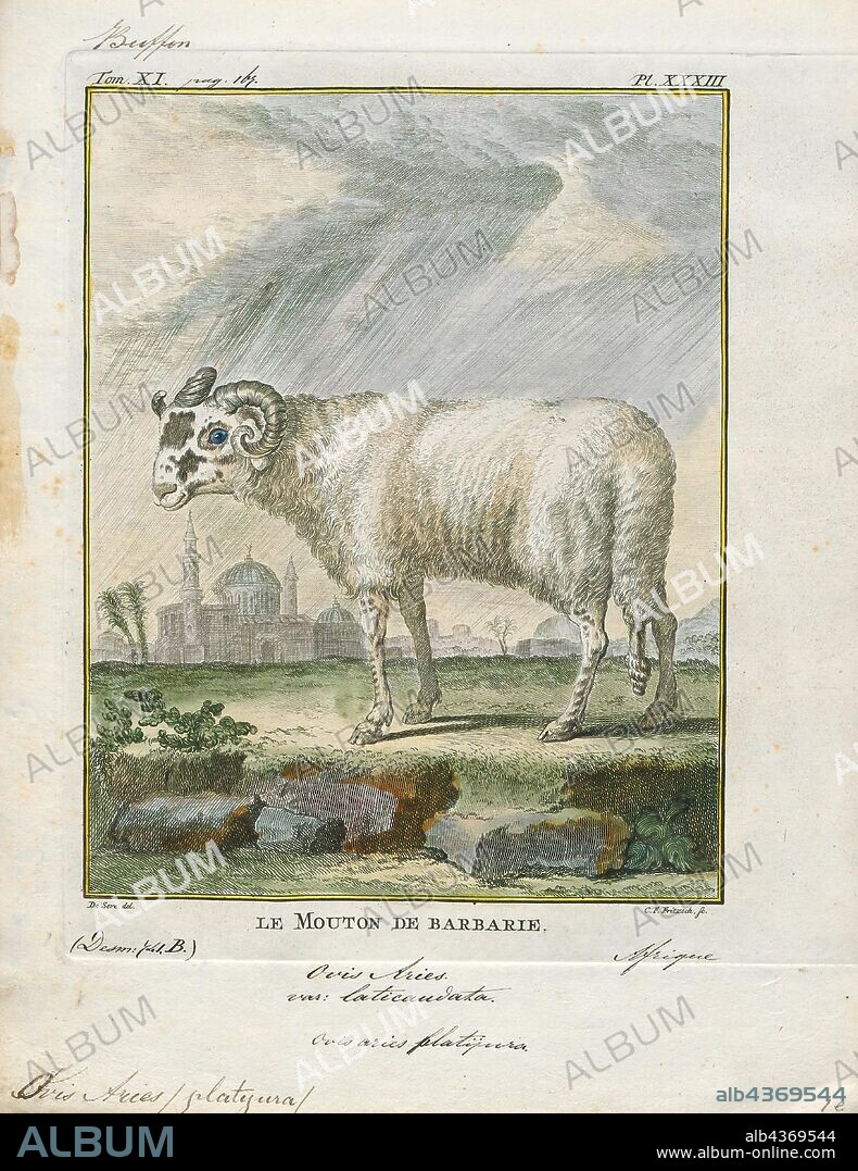 Ovis aries platyura, Print, Ovis is a genus of mammals, part of the Caprinae subfamily of the ruminant family Bovidae. Its five or more highly sociable species are known as sheep. The domestic sheep is one member of the genus, and is thought to be descended from the wild mouflon of central and southwest Asia., 1700-1880.