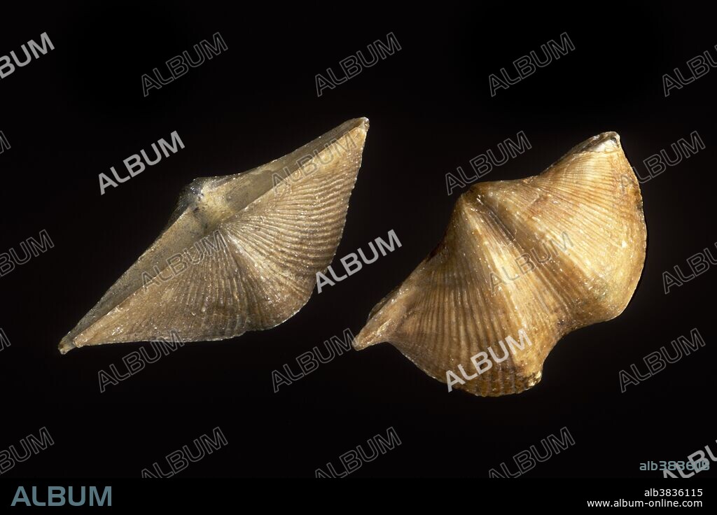 Spirifer fossils (a brachiopod) (Cyrtospirifer rudkinensis) Upper Devonian. Voronezh, Russia.