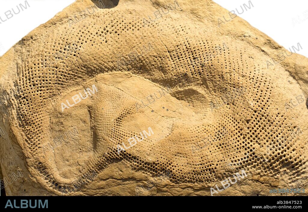 Fossil Calcareous Algae (Receptaculites oweni) from the Ordovician Period, about 463 m.y.a., Montana, USA. Specimen at Museum of the Earth, Ithaca, New York.