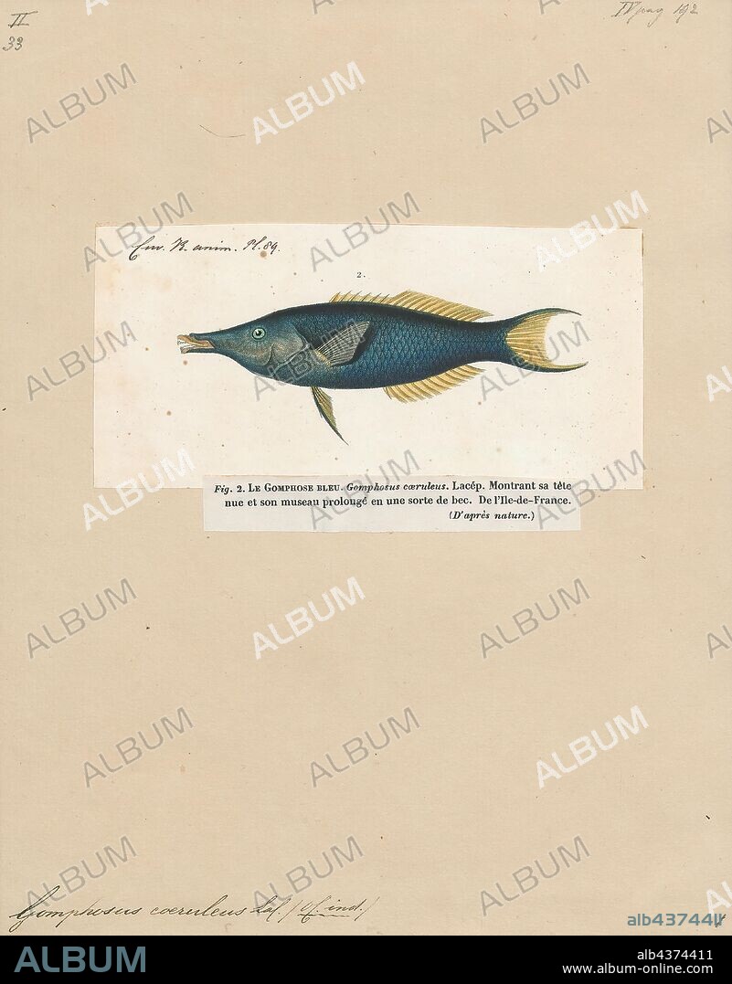 Gomphosus caeruleus, Print, Gomphosus caeruleus, the green birdmouth wrasse, is a species of wrasse belonging to the family Labridae. It can be found in the aquarium trade., 1817-1841.
