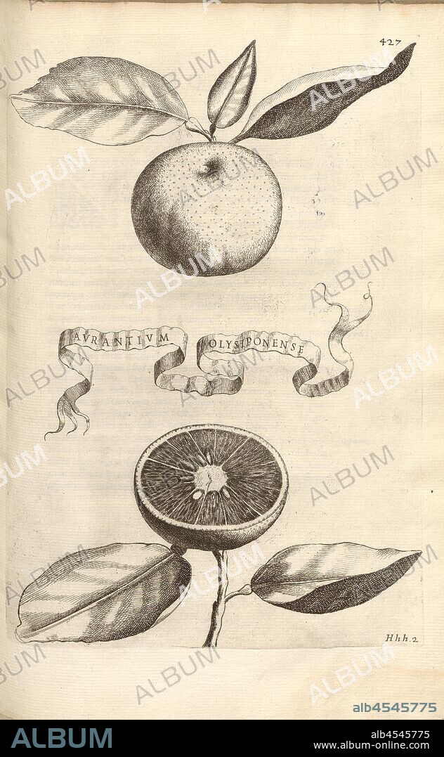 Aurantium Olysiponense, Citrus fruit, Fig. 93, after p. 425, 1646, Giovanni Battista Ferrari: Hesperides sive de malorum aureorum cultura et usu libri quatuor. Romae: sumptibus Hermanni Scheus, 1646.
