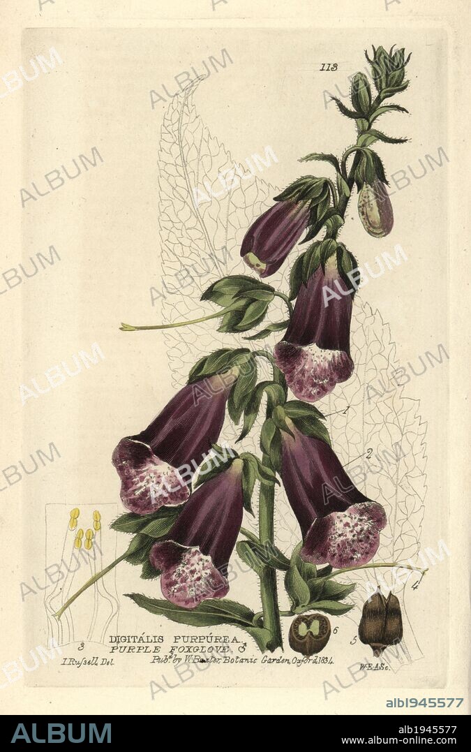 Purple foxglove, Digitalis purpurea. . Handcoloured copperplate engraving by WE Albutt of a drawing by Isaac Russell from William Baxter's "British Phaenogamous Botany" 1834. Scotsman William Baxter (1788-1871) was the curator of the Oxford Botanic Garden from 1813 to 1854.
