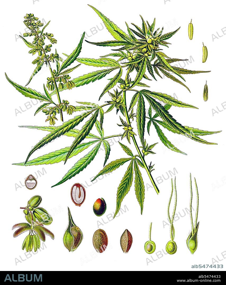 Cannabis is a genus of flowering plants that includes three putative species, Cannabis sativa, Cannabis indica, and Cannabis ruderalis. These three taxa are indigenous to Central Asia, and South Asia. Cannabis has long been used for fibre (hemp), for seed and seed oils, for medicinal purposes, and as a recreational drug. Industrial hemp products are made from Cannabis plants selected to produce an abundance of fibre. To satisfy the UN Narcotics Convention, some hemp strains have been developed which contain minimal levels of THC (?9- tetrahydrocannabinol), one of the psychoactive molecules that produces the 'high' associated with marijuana. The psychoactive product consists of dried flowers of plants selectively bred to produce high levels of THC and other psychoactive chemicals. Various extracts including hashish and hash oil are also produced from the plant.