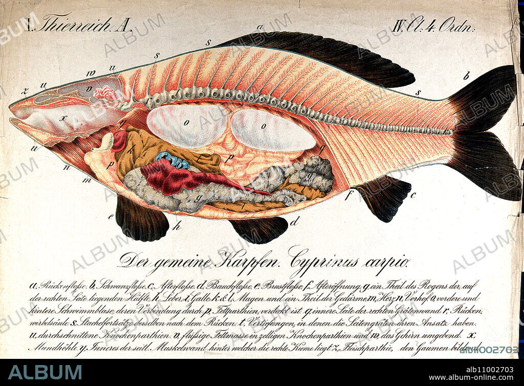 Anatomie des Fisch, ein Karpfen, Querschnitt durch den Krper des Fisches, der die inneren Organe zeigt, Historisch, digital restaurierte Reproduktion von einer Vorlage aus dem 19. Jahrhundert.
