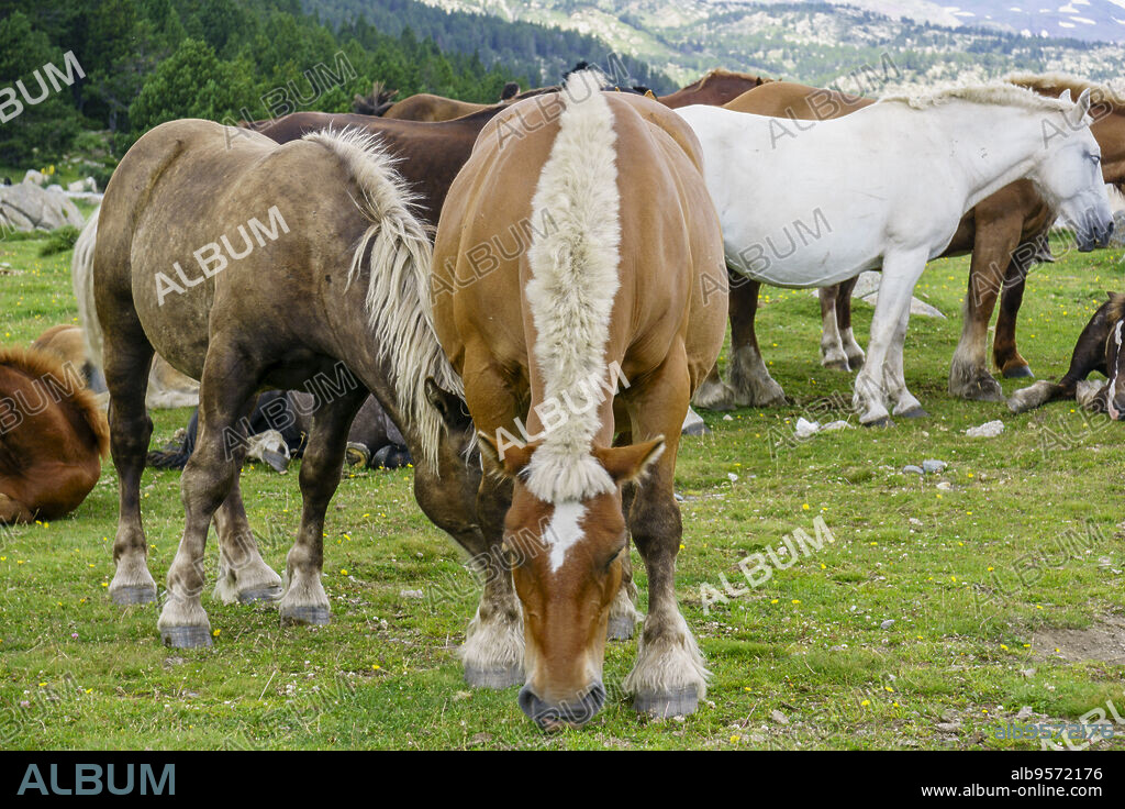 Catalan Pyrenean horse, native breed, next to the Bullosses pond, lower lakes of Carlit, Catalan Pyrenees, Capcir region, France.