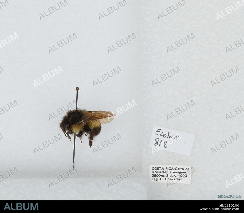 Cerro de la Muerte, La Georgina, San Jose, Costa Rica, Bombus (Pyrobombus) ephippiatus (Say), Animalia, Arthropoda, Insecta, Hymenoptera, Apidae, Apinae.