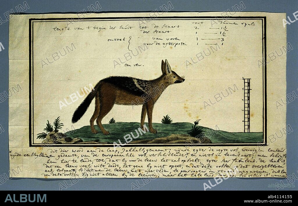 Canis mesomelas (Black-backed jackal; male). Draughtsman: Robert Jacob Gordon. Dating: Oct-1777 - Mar-1786. Measurements: h 660 mm × w 480 mm; h 183 mm × w 306 mm; h 135 mm × w 253 mm.