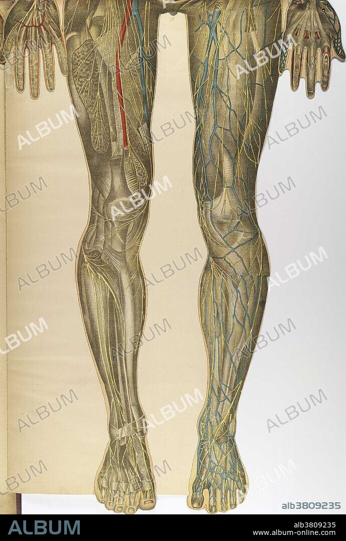 Anatomical atlas "Le corps humain et grandeur naturelle" by Julien BouglÃ©, 1899. Andreas Vesalius was the first to publish a treatise, De humani corporis fabrica, with a detailed series of explanations and vivid drawings of the anatomical parts of human bodies. His approach was highly controversial (he dissected the corpses himself), but his evident skill led to his appointment as professor of surgery and anatomy at the University of Padua. The study of anatomy continued to flourish in the 17th and 18th centuries. The advent of the printing press facilitated the exchange of ideas. Because the study of anatomy concerned observation and drawings, the popularity of the anatomist was equal to the quality of his drawing talents. The history of anatomy in the 19th century saw anatomists largely finalize and systematize the descriptive human anatomy of the previous century. No biographical data I can be found for Julien BouglÃ©, French anatomist.