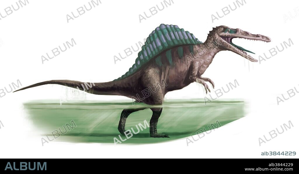 Spinosaurus (meaning "spine lizard") is a genus of theropod dinosaur which lived in what is now North Africa, from the lower Albian to lower Cenomanian stages of the Cretaceous period, about 112 to 97 million years ago. This genus was first known from Egyptian remains discovered in 1912 and described by German paleontologist Ernst Stromer in 1915. Spinosaurus may be the largest of all known carnivorous dinosaurs, possibly larger than Tyrannosaurus and Giganotosaurus. Estimates published in 2005 and 2007 suggest that it was 12.6 to 18 metres (41 to 59 ft) in length and 7 to 20.9 tonnes (7.7 to 23.0 short tons) in weight.