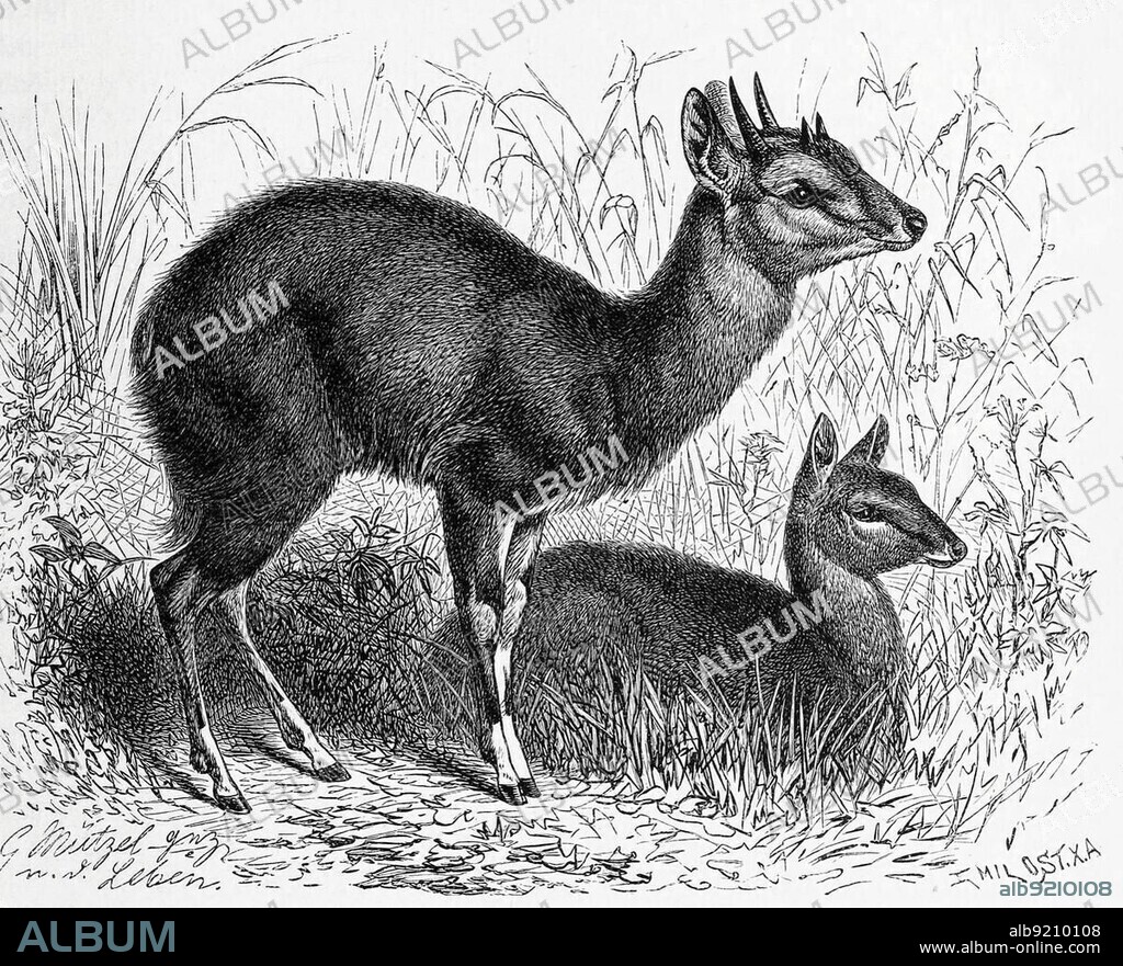 Four-horned antelope (Tetracerus quadricornis), an Asian antelope from the horned family, Historical, digitally restored reproduction from an 18th century original