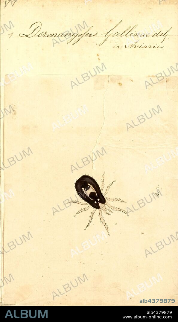 Dermanyssus, Print, Dermanyssus is a genus of mites in the family Dermanyssidae. The etymology of the word Dermanyssus is from the Greek: derma, meaning skin, and nyssein, meaning bite.