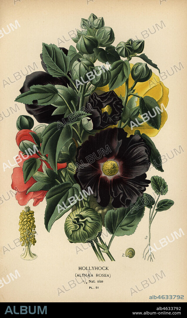 Hollyhock, Alcea rosea (Althaea rosea). Chromolithograph from an illustration by Desire Bois from Edward Steps Favourite Flowers of Garden and Greenhouse, Frederick Warne, London, 1896.
