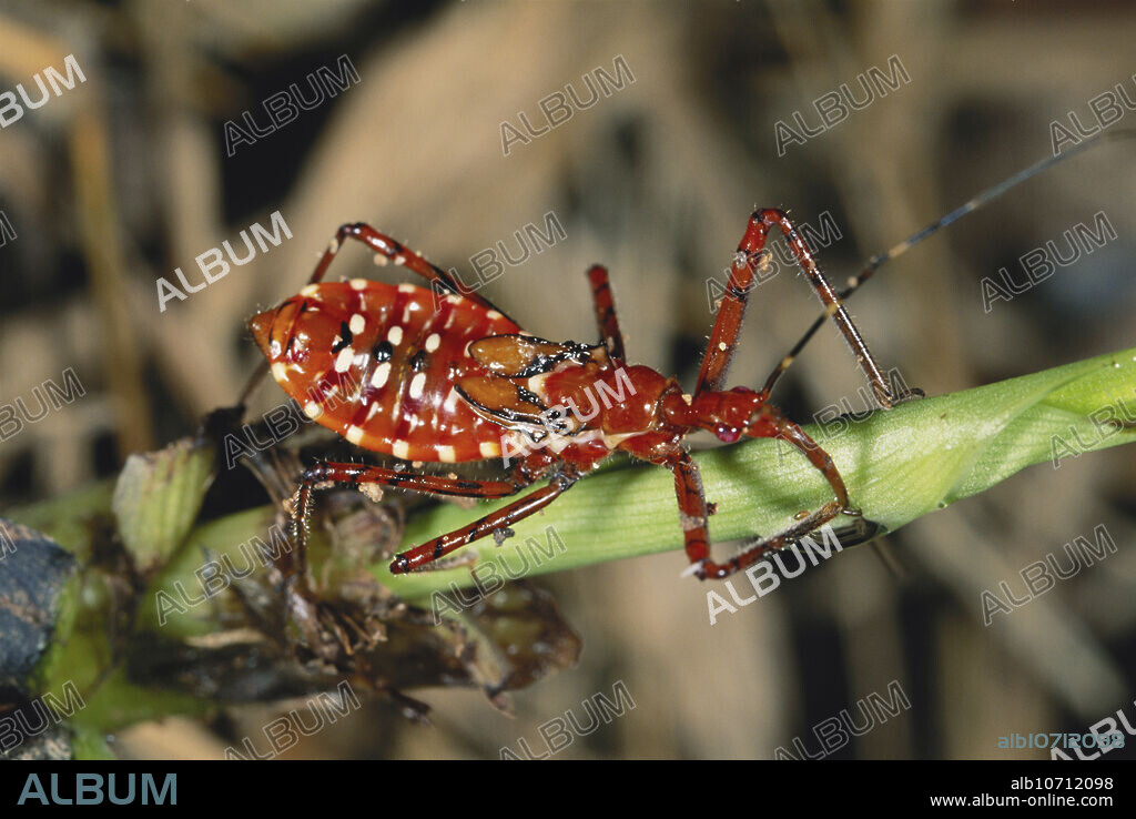 Blood-sucking assassin bug nymph in the lowland Amazon rainforest of northeastern Peru in December. Assassin bugs are a vector of Chagas Disease, also known as American Trypanosomiasis.