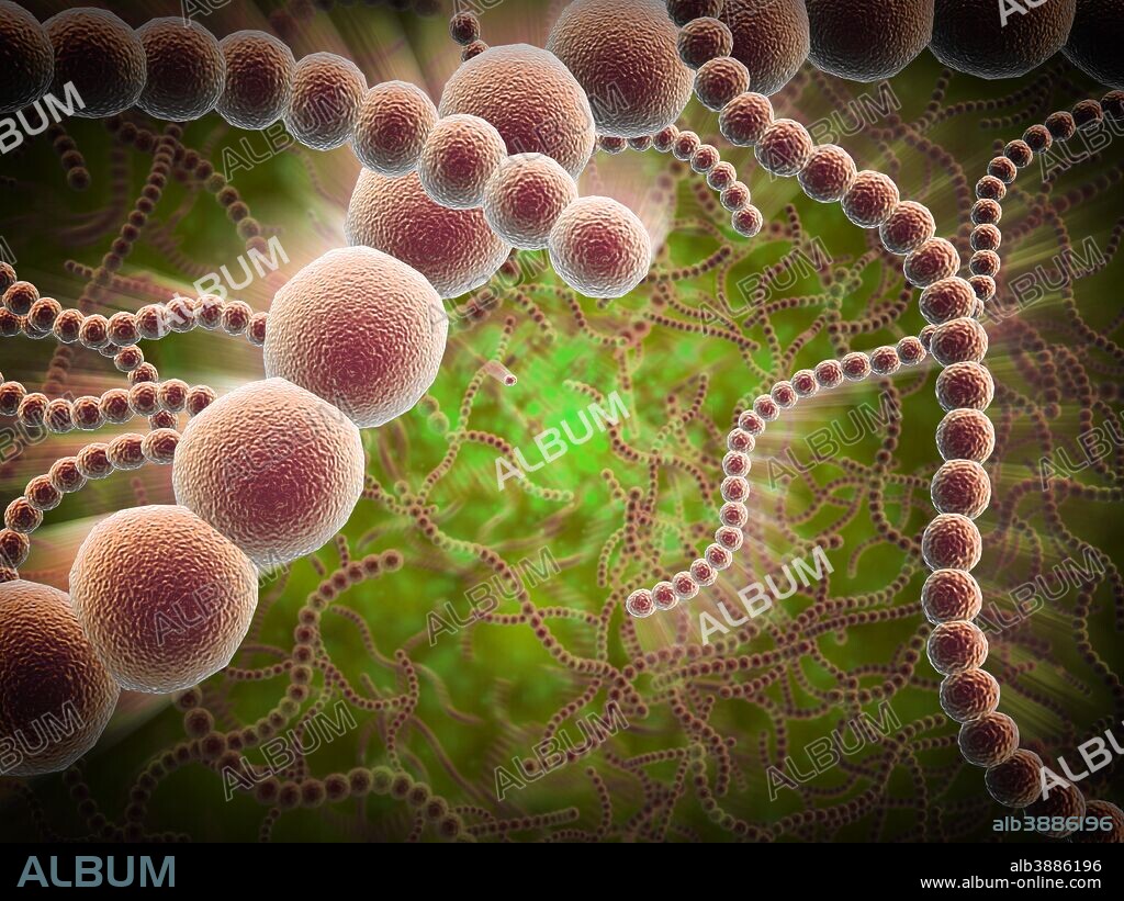 Microscopic view of Streptococcus pneumoniae, also known as pneumococcus. Pneumococcus is a Gram-positive coccus shaped pathogenic bacteria which causes many types of pneumococcal infections in addition to pneumonia.