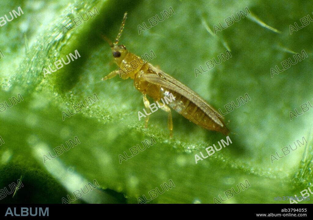 Onion or tobacco thrips (Thrips tabaci) adult.