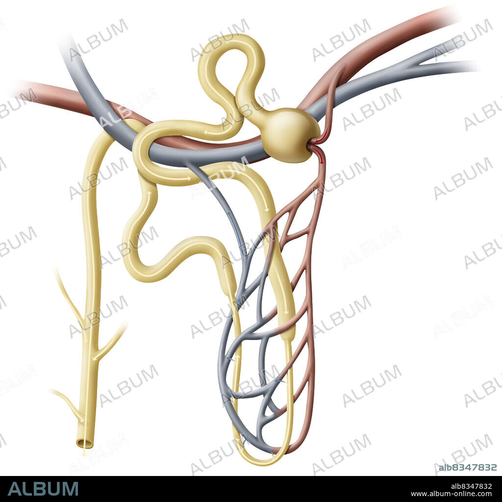 Nephrons are the functional units of the kidneys, filtering the blood and producing urine. Each kidney contains around one million nephrons. A nephron is composed of two main elements: the glomerulus and the renal tubule.