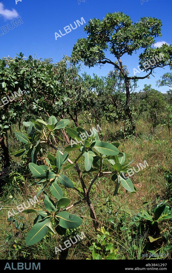Cerrado Vegetation