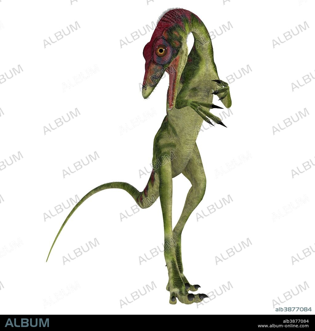 Compsognathus dinosaur on white background. Compsognathus was a small carnivorous theropod that lived during the Jurassic Period of Europe.
