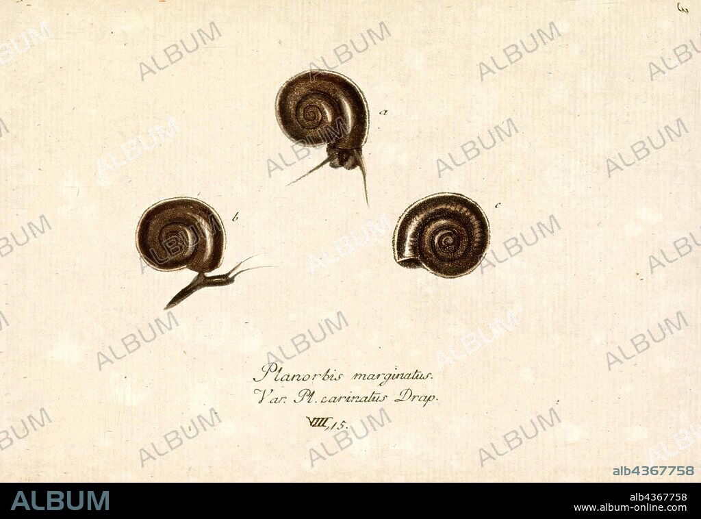 Planorbis marginatus, Print, Planorbis is a genus of air-breathing freshwater snails, aquatic pulmonate gastropod mollusks in the family Planorbidae, the ram's horn snails, or planorbids. All species in this genus have sinistral or left-coiling shells.