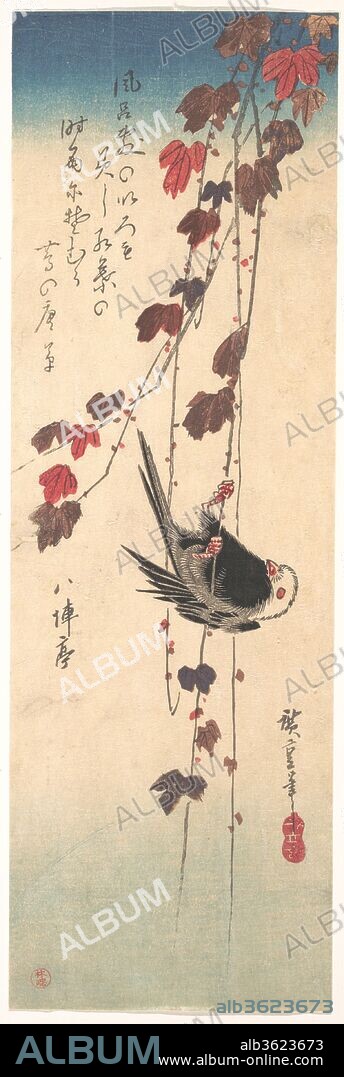 Long-tailed Tit on Autumn Ivy. Artist: Utagawa Hiroshige (Japanese, Tokyo (Edo) 1797-1858 Tokyo (Edo)). Culture: Japan. Dimensions: 14 3/4 x 4 3/4 in. (37.5 x 12.1 cm). Date: ca. 1835.
Furoshiki no
iro mo kashikoshi
koyo no
shigure ni somuru
tsuta no karakusa
The twined leaves of ivy have been dyed bright red by late autumn rains, creating colors as stylish as on a fine wrapping cloth.
[signed] Hachijintei
--Trans. John T. Carpenter.