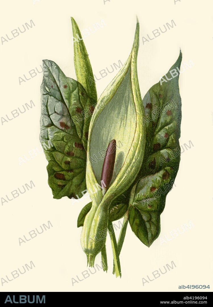 'Arum or Cuckoo Pint', 1877. Arum maculatum - a perennial wildflower and  woodland plant. The root is can be used to make starch.  From "Familiar Wild Flowers", figured and described by F. Edward Hulme, F.L.S., F.S.A. [Cassell & Company, Limited; London, Paris & New York, 1877].
