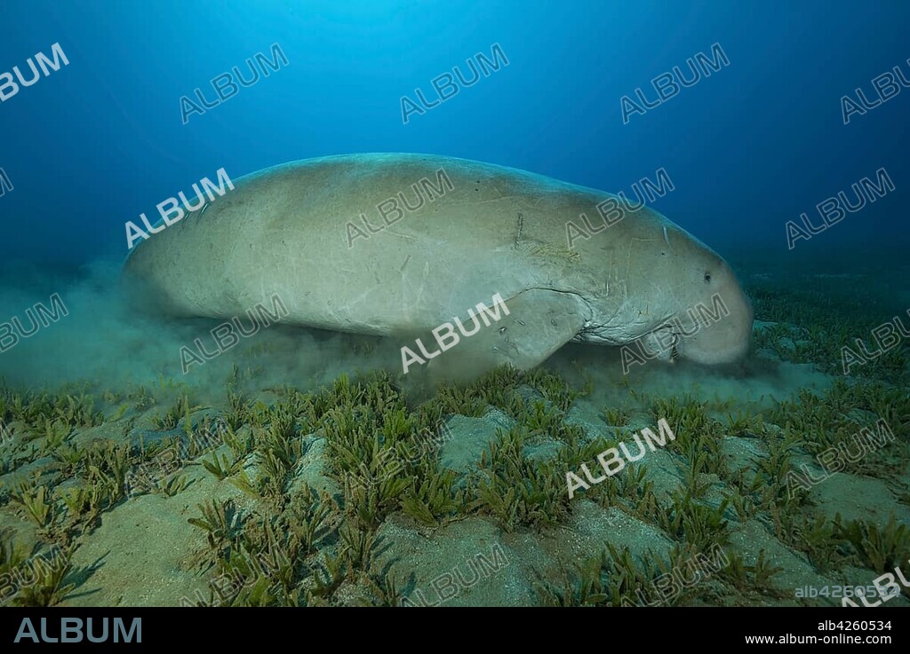 Dugong (Dugong dugon) eating sea grass, Red Sea, Hermes Bay, Marsa Alam, Egypt