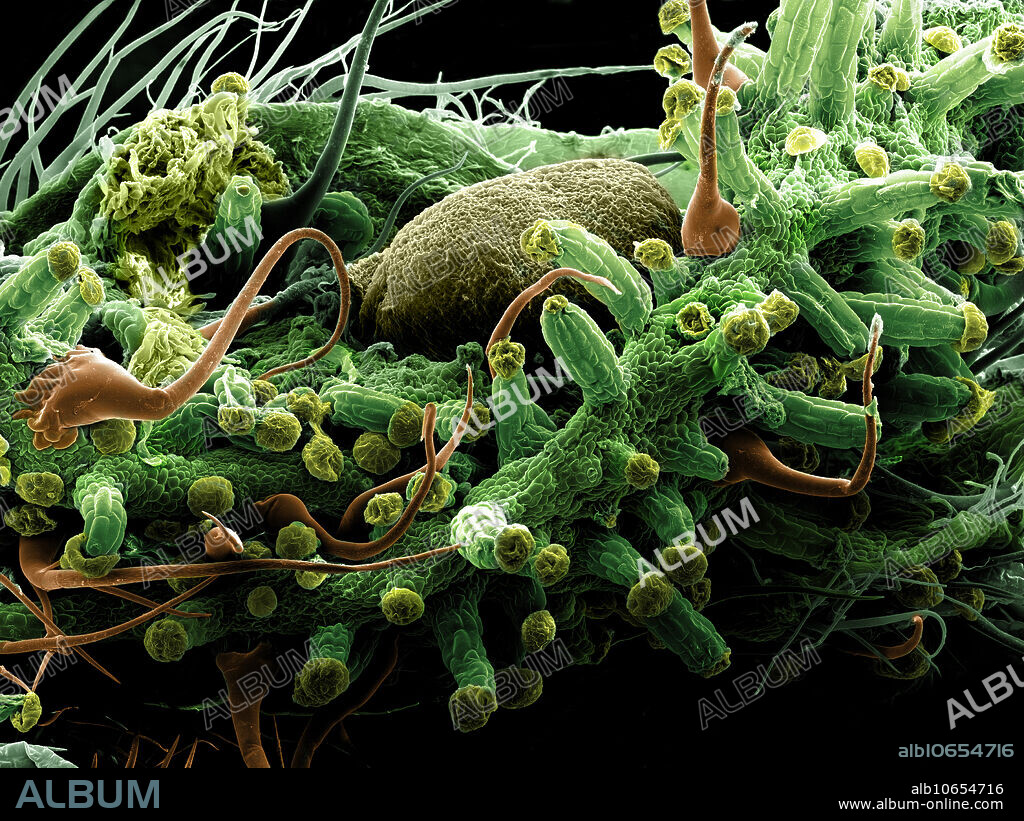 Scanning electron micrograph (SEM) of mature female Cannabis bud (Cannabis sativa) showing globular trichomes the location of the highest concentration THC. Magnification x120 when printed 10 cm wide.