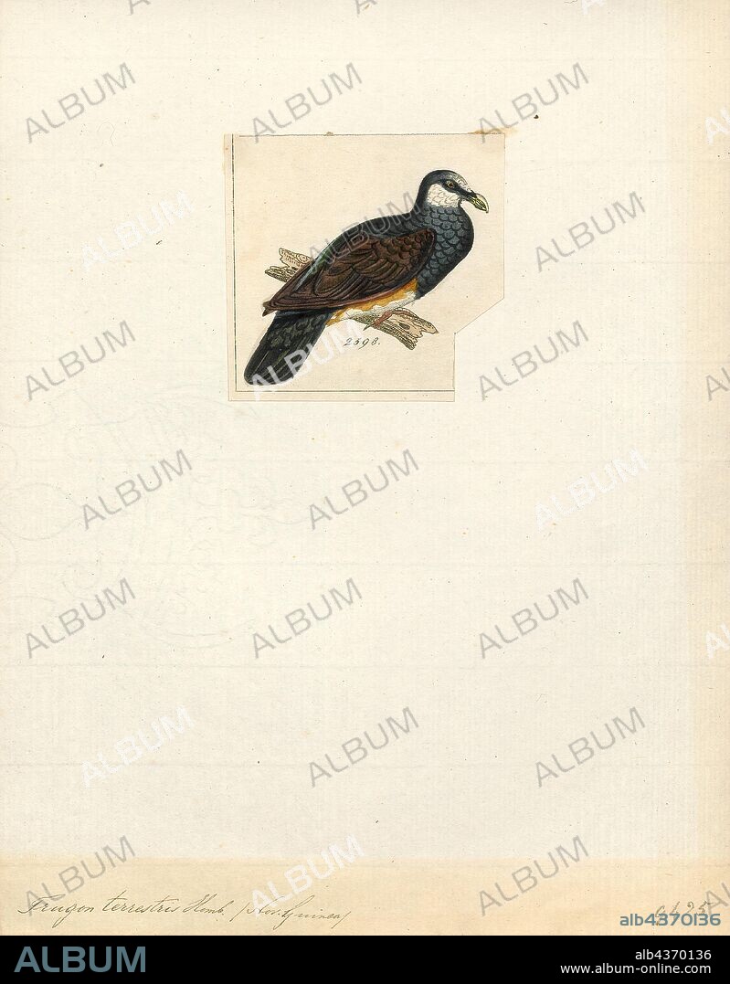 Trugon terrestris, Print, The thick-billed ground pigeon (Trugon terrestris), also known as the jungle pigeon or the slaty/grey ground pigeon, is a species of bird in the family Columbidae. It is monotypic within the genus Trugon. Native to New Guinea, its natural habitat is moist tropical lowland forest., 1820-1860.
