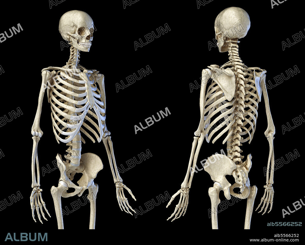 3D illustration of male skeleton. Three quarter length upper body front and rear views on black background.