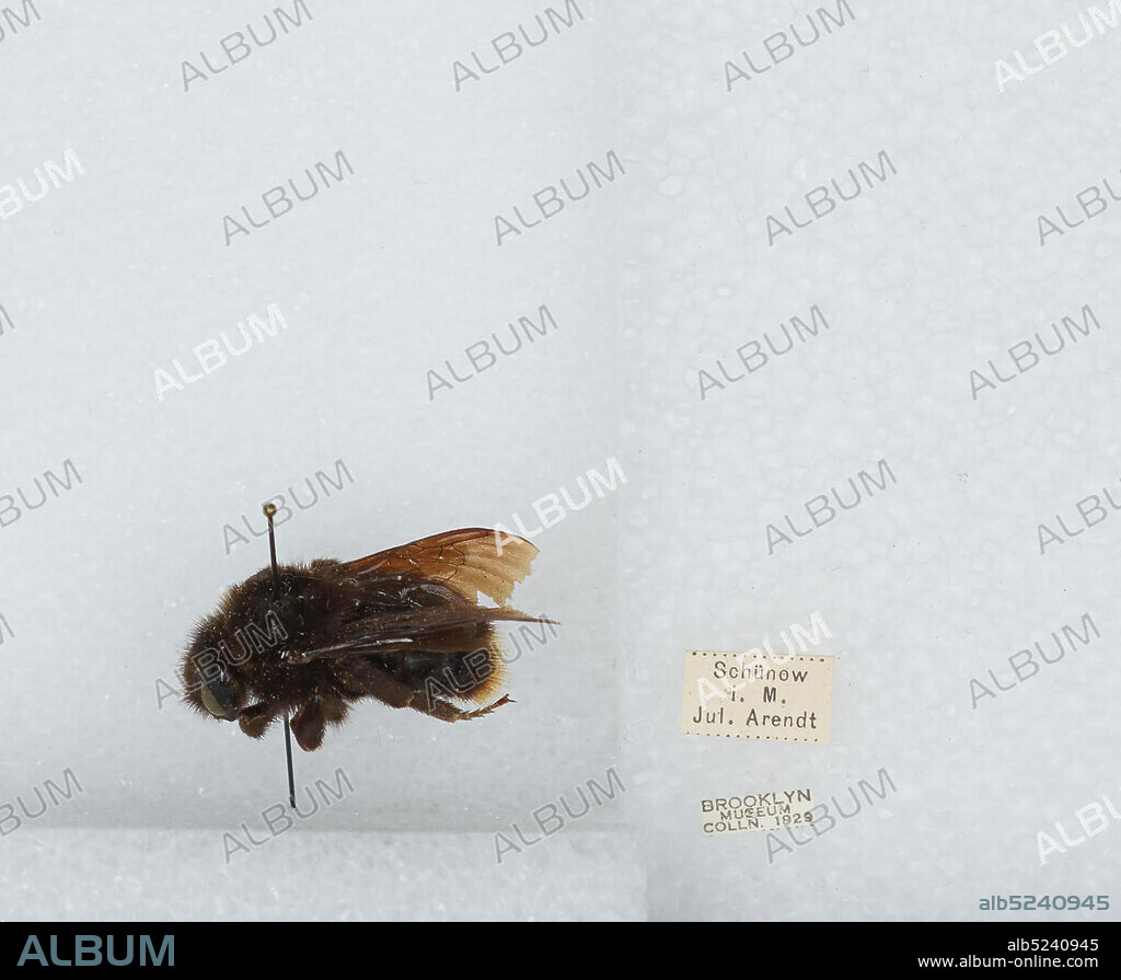 Schunow, Brandenburg, Germany, Bombus (Psithyrus) barbutellus (Kirby), Animalia, Arthropoda, Insecta, Hymenoptera, Apidae, Apinae.