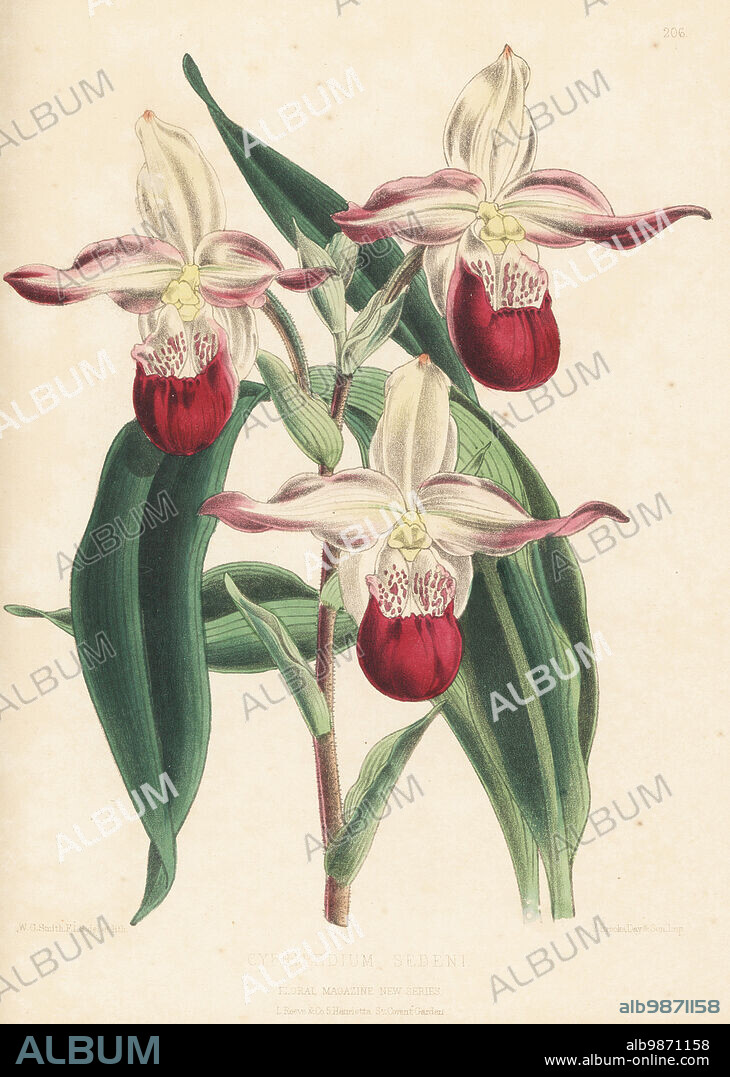 Lady's slipper orchid cultivar, Phragmipedium × sedenii. Cross of Phragmipedium longifolium x Phragmipedium schlimii (Cypripedium lonigolium and C. schlimii). Raised by Mr. Seden at the Royal Exotic Nursery of James Veitch and Sons, Chelsea. As Cypripedium sedeni. Handcolored botanical illustration drawn and lithographed by Worthington George Smith from Henry Honywood Dombrain's Floral Magazine, New Series, Volume 5, L. Reeve, London, 1876. Lithograph printed by Vincent Brooks, Day & Son.