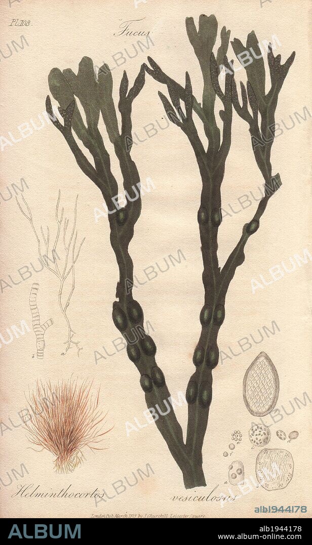 Fucus helminthochortos and bladderwrack, Fucus vesiculosus. Handcoloured botanical illustration drawn and engraved on steel by William Clark from John Stephenson and James Morss Churchill's "Medical Botany: or Illustrations and descriptions of the medicinal plants of the London, Edinburgh, and Dublin pharmacopœias," John Churchill, London, 1831.