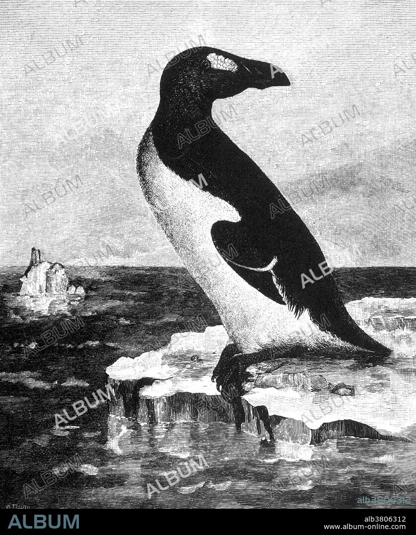 The Great Auk (Pinguinus impennis) was a large, flightless bird of the alcid family that became extinct in the mid-19th century. The Great Auk was 30 to 33 inches tall and weighed around 11 pounds, making it the largest member of the alcid family. It had a black back and a white belly. The black beak was heavy and hooked with grooves on its surface. During summer, it had a white patch over each eye. During winter, it lost these patches, instead developing a white band stretching between the eyes. The wings were only 6 inches long, rendering the bird flightless. It was a powerful swimmer, a trait that it used in hunting, as their main food was fish. Although agile in the water, it was clumsy on land. Great Auk pairs mated for life. The last pair, found incubating an egg, were killed on July 3, 1844, on request from a merchant who wanted specimens. A later claim of a live individual sighted in 1852 on the Grand Banks of Newfoundland has been accepted by the International Union for Conservation of Nature and Natural Resources.