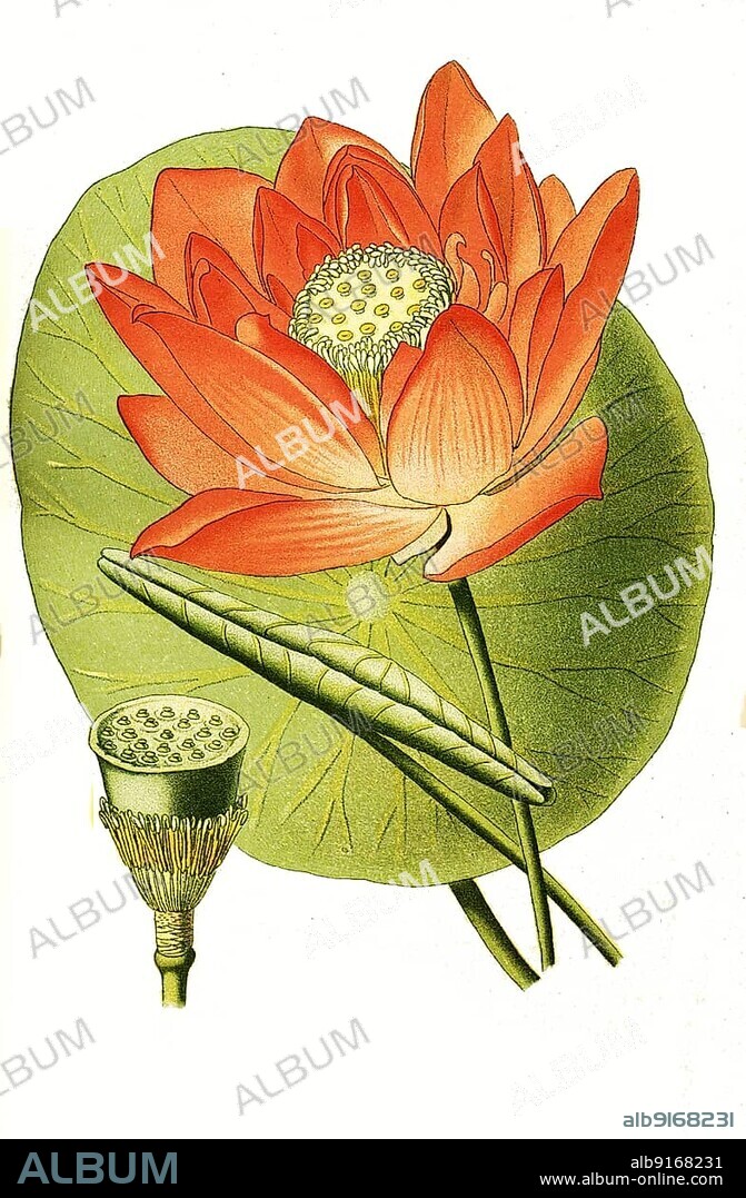 Nelumbium speciosum, Indian lotus, Lotus, digital, restored reproduction of a 19th century original.