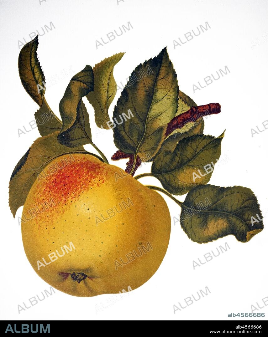 A painting depicting the fruit of an Indian bael, also known as a bael, Bengal quince, golden apple, Japanese bitter orange, stone apple or wood apple, a species of tree native to the Indian subcontinent and Southeast Asia. Dated 19th century.