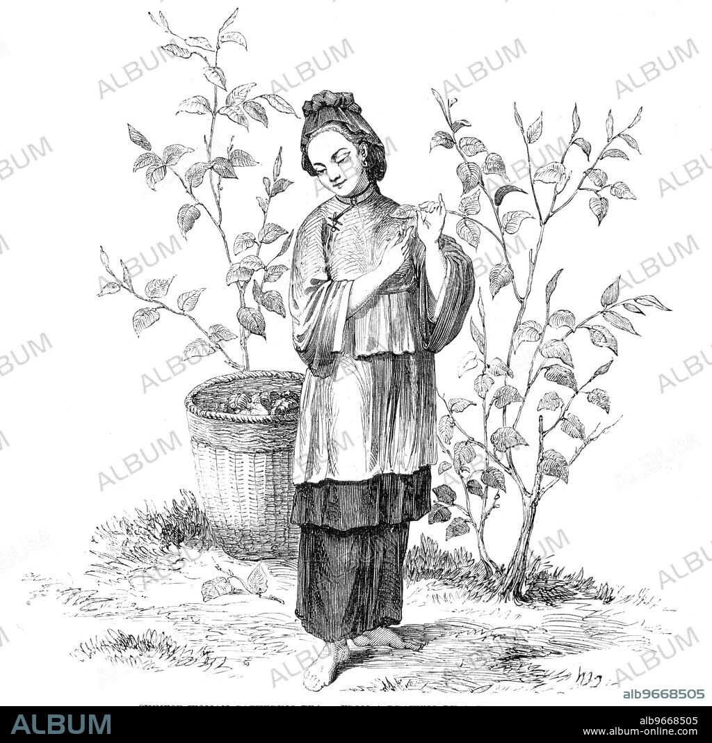 Chinese Woman gathering Tea - from a drawing by a Chinese artist, 1857. 'To the cultivation and manufacture of this wonderful plant the Chinese mainly owe their world-wide celebrity. Its use, as collected from the works of the Chinese, is traced to the fabulous period of their history - the earliest account of the plant being contained in the "She King,"...compiled by their renowned philosopher and great moralist, Confucius...It has been for ages the theme of Chinese poets, the idol of their husbandmen, and the highest favourite of the Emperor and his Government; and in our own country the deprivation of the article of tea would prove a calamity of no slight importance. It affords a luxury to the rich, and a blessing to the poor; and the moral effect of this beverage, as preventing recourse to stronger stimulants, is indubitable'. From "Illustrated London News", 1857.