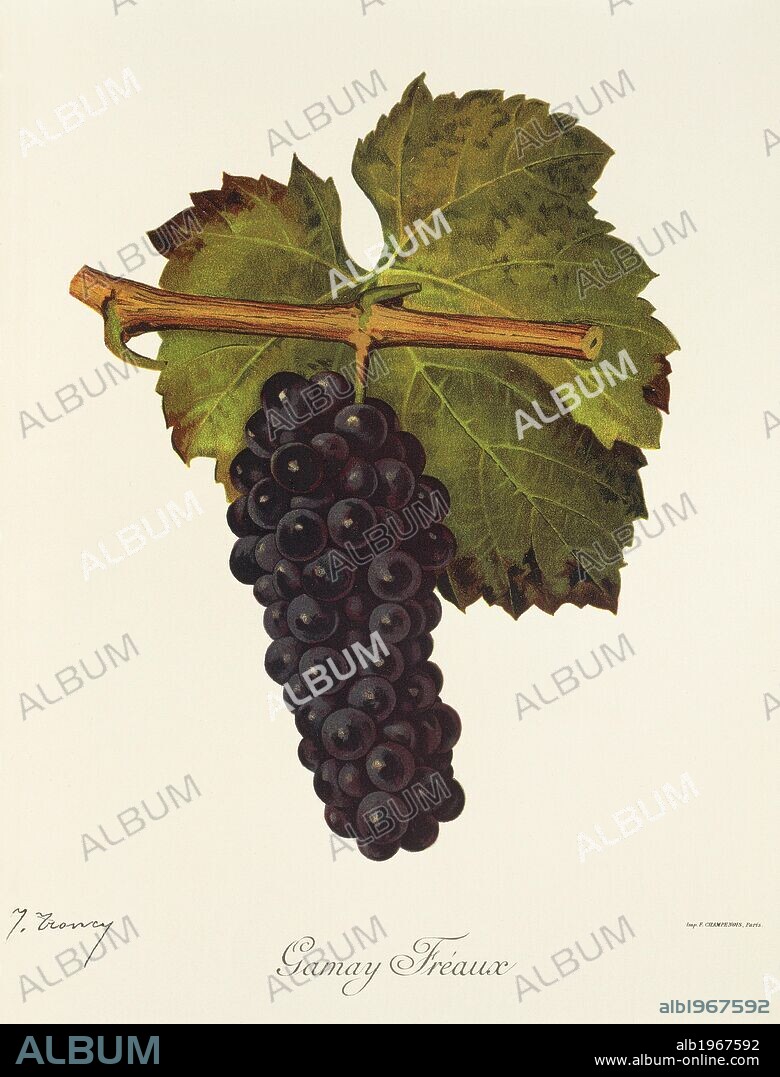 Pierre Viala (1859-1936), Victor Vermorel (1848-1927), Traite General de Viticulture. Ampelographie, 1901-1910. Tome III, plate: Gamay Freaux grape. Illustration by J. Troncy.