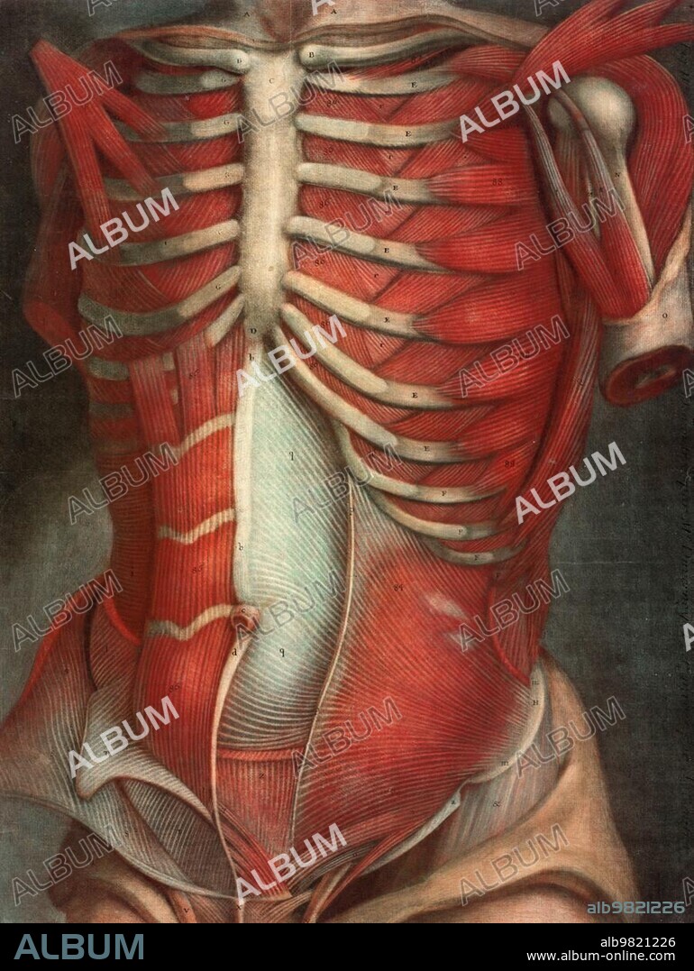 Medicine, anatomy, human torso, body, facing forward, slightly turned to the left, dissected), from Myologie complète en couleur et grandeur naturelle, Complete study of the muscles in colour and natural size, Historical, digitally restored reproduction from a 19th century original