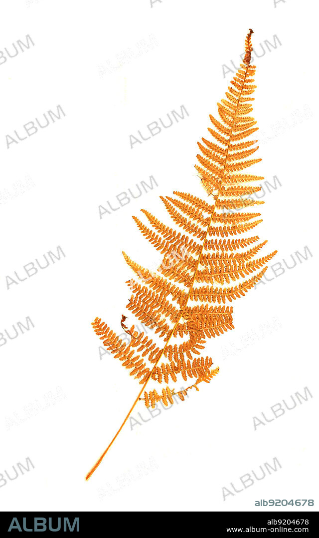 Echte Wurmfarn, Dryopteris filix-mas; Synonym: Aspidium filix-mas, auch Gewöhnlicher bzw. Gemeiner Wurmfarn oder Männerfarn / Dryopteris filix-mas, the male fern, historical, digital improved reproduction of an original from the 19th century / digital restaurierte Reproduktion einer Originalvorlage aus dem 19. Jahrhundert, genaues Originaldatum nicht bekannt.