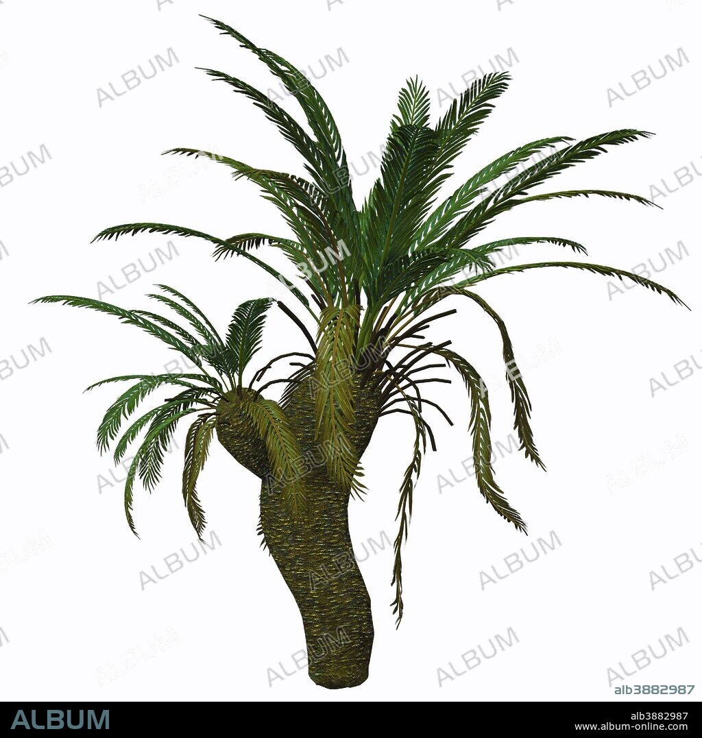 Cycad plant on white background. Cycads are seed plants with a long fossil history that were formerly more abundant and more diverse than they are today. The living cycads are found across much of the subtropical and tropical parts of the world.