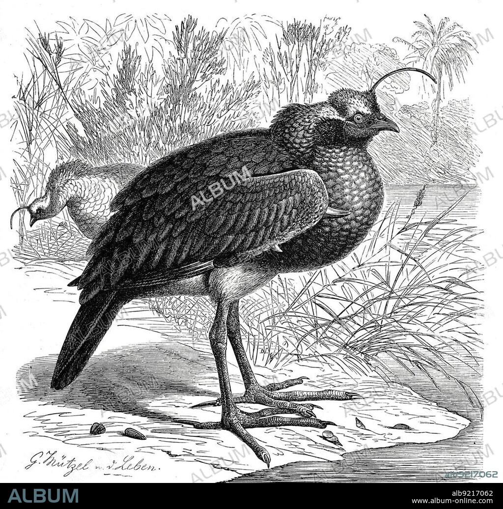 Bird, Horned Screamer (Anhima cornuta), Palamedea cornuta, Historic, digitally restored reproduction from a 19th century original.