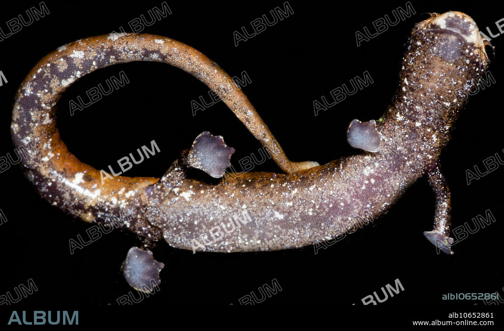 Nauta Mushroom Tongue Salamander (Bolitoglossa altamazonica)