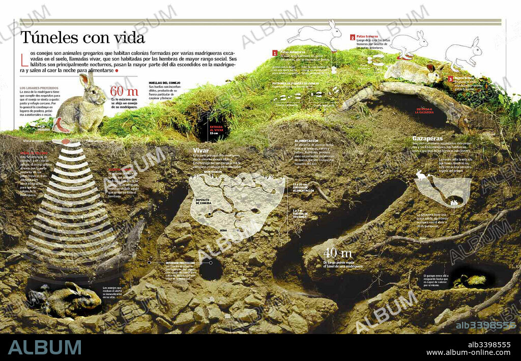 Túneles con vida. Infografía sobre la madriguera del conejo.